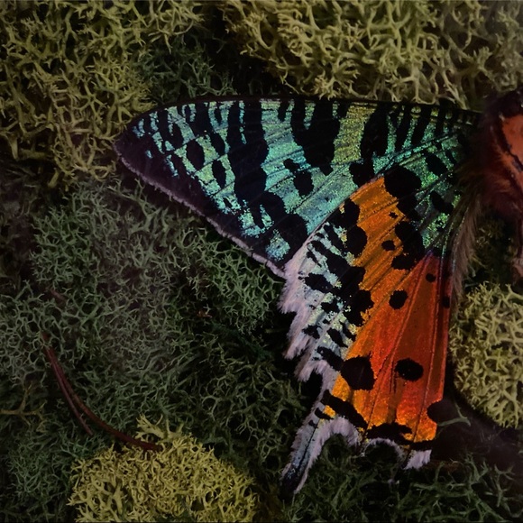 MADAGASCAR SUNSET MOTH SHADOW BOX ENTOMOLOGY